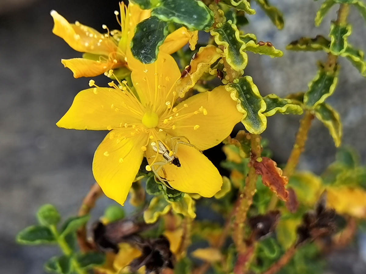 Hypericum balearicum photo